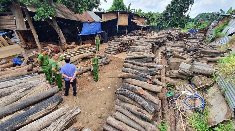 Đắk Lắk: Phát hiện xưởng cưa chứa gỗ lậu quý hiếm