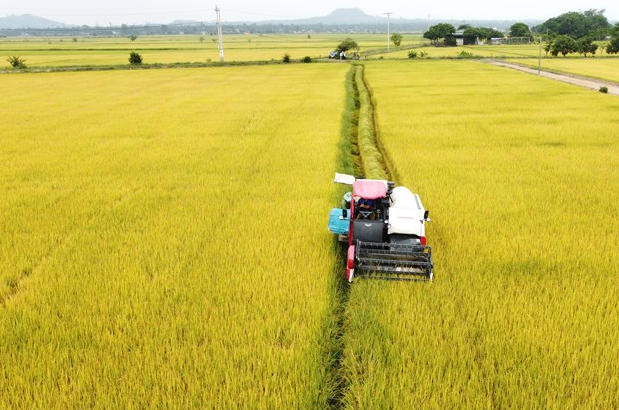 Giá lúa gạo hôm nay 20/9/2022: Không có biến động mới
