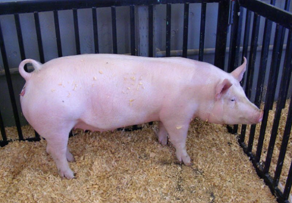 Giá lợn hơi hôm nay 21/9/2022: Điều chỉnh giảm trên cả nước