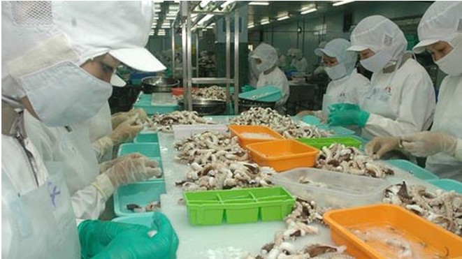 Xuất khẩu mực, bạch tuộc tăng 36%