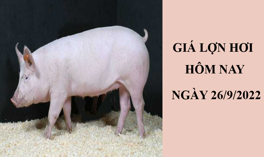 Giá lợn hơi hôm nay 26/9/2022: Giảm nhẹ tại khu vực miền Trung, Tây Nguyên
