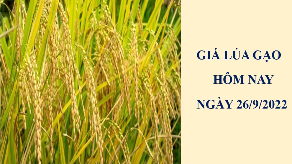 Giá lúa gạo hôm nay 26/9/2022: Thị trường sôi động phiên đầu tuần