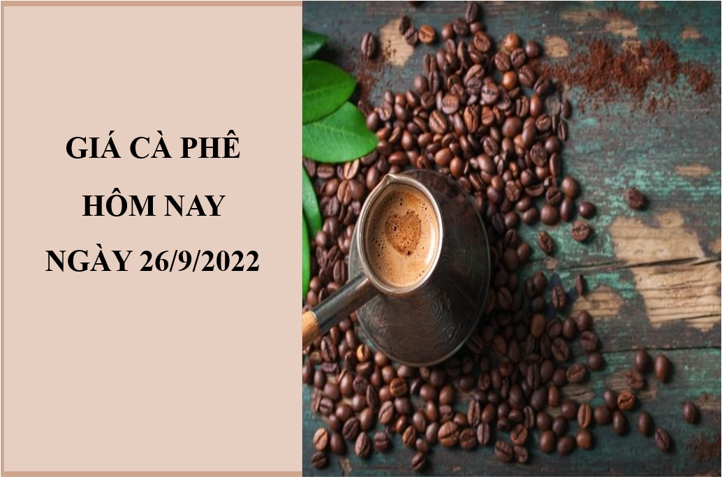 Giá cà phê hôm nay 26/9/2022: Ổn định trong ngày đầu tuần