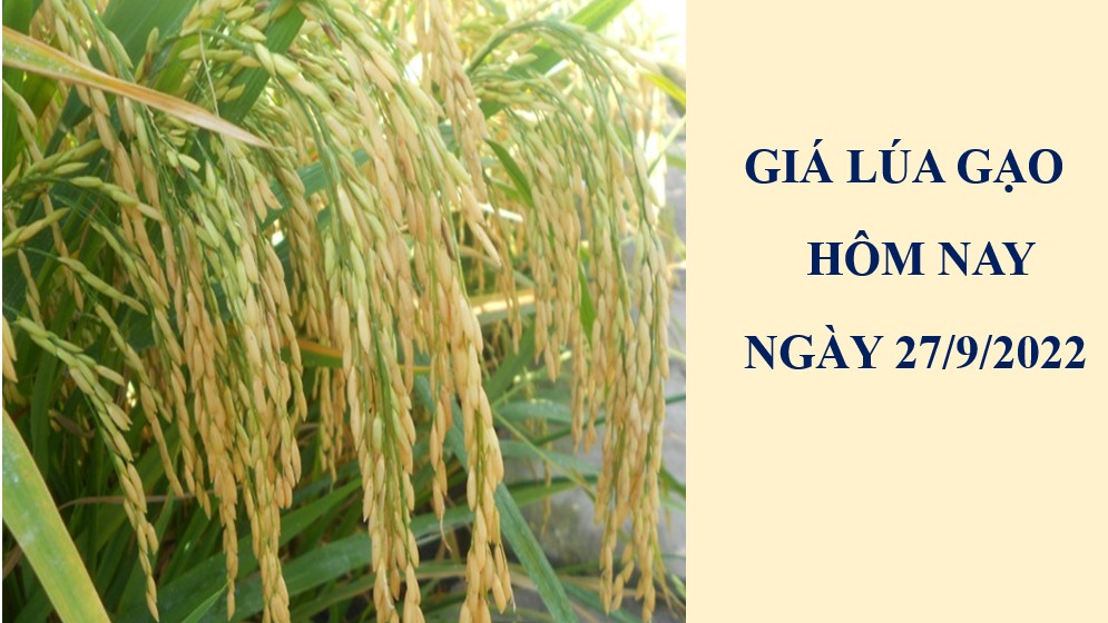 Giá lúa gạo hôm nay 27/9/2022: Giá lúa OM 18 giảm 200 đồng/kg