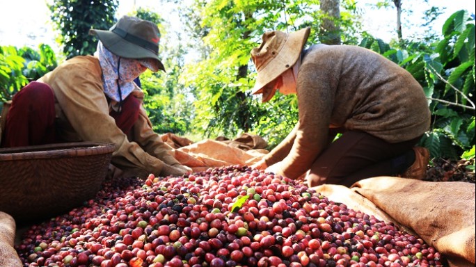 Thị phần cà phê Việt tại Anh tăng trưởng mạnh