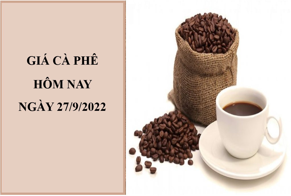 Giá cà phê hôm nay 27/9/2022: Điều chỉnh giảm 500 đồng/kg toàn thị trường