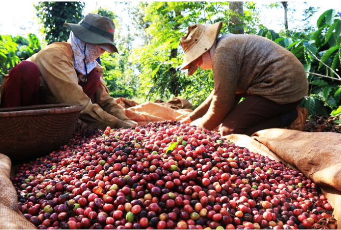 Thị phần cà phê Việt tại Anh tăng trưởng mạnh