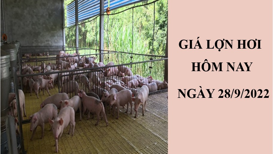 Giá lợn hơi hôm nay 28/9/2022: Điều chỉnh giảm tại hai miền Bắc - Nam