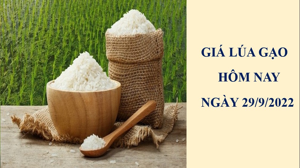 Giá lúa gạo hôm nay 29/9/2022: Giá gạo nguyên liệu IR 504 tăng 50 đồng/kg