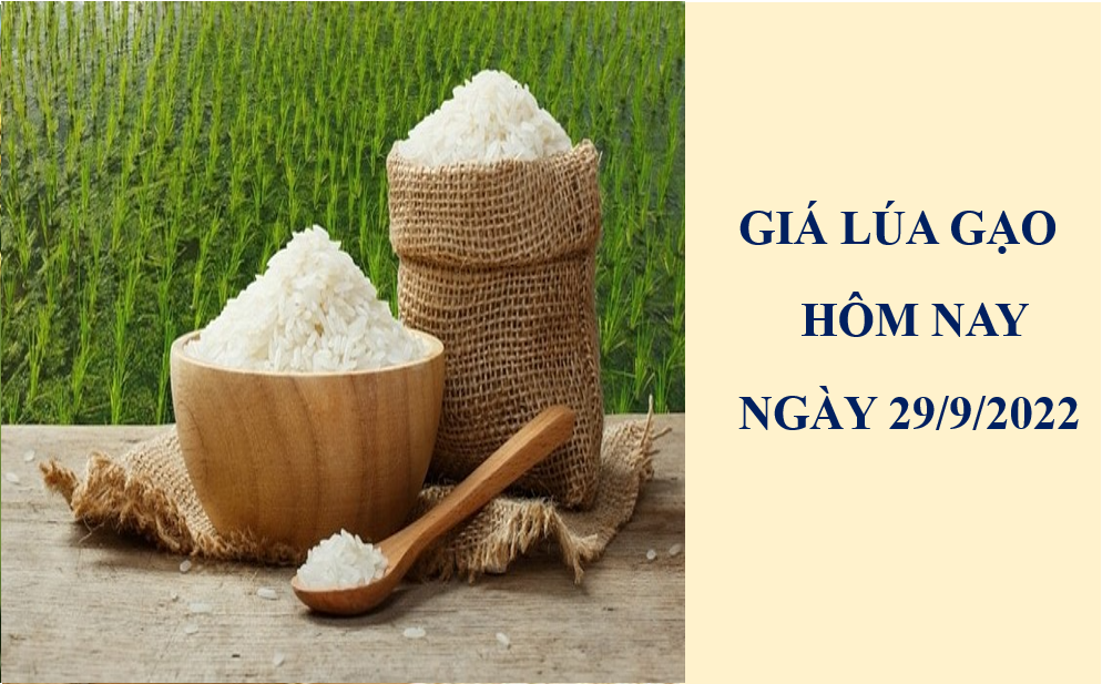 Giá lúa gạo hôm nay 29/9/2022: Giá gạo nguyên liệu IR 504 tăng 50 đồng/kg