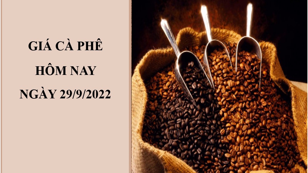 Giá cà phê hôm nay 30/9/2022: Quay đầu giảm nhẹ