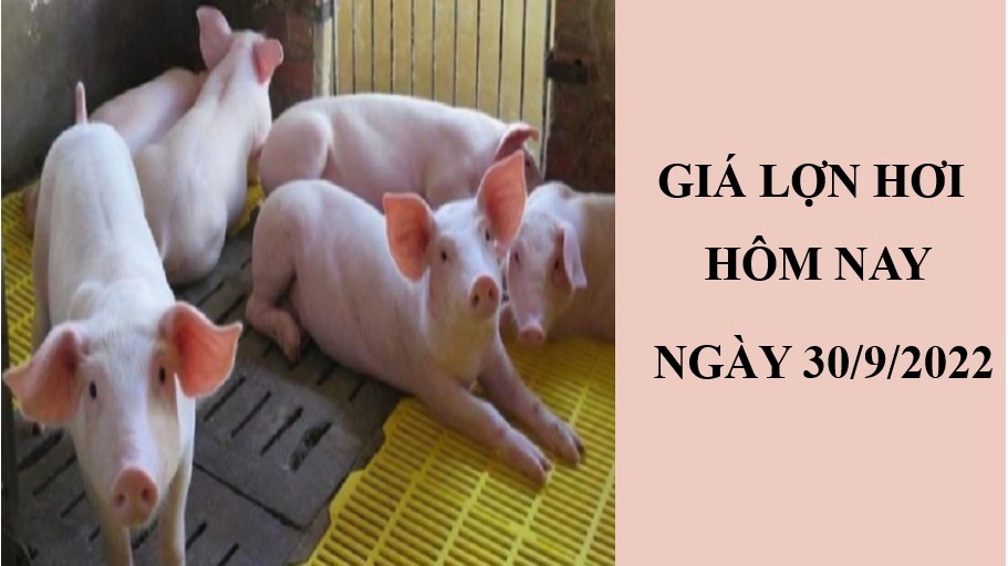 Giá lợn hơi hôm nay 30/9/2022: Đồng loạt giảm tại ba miền