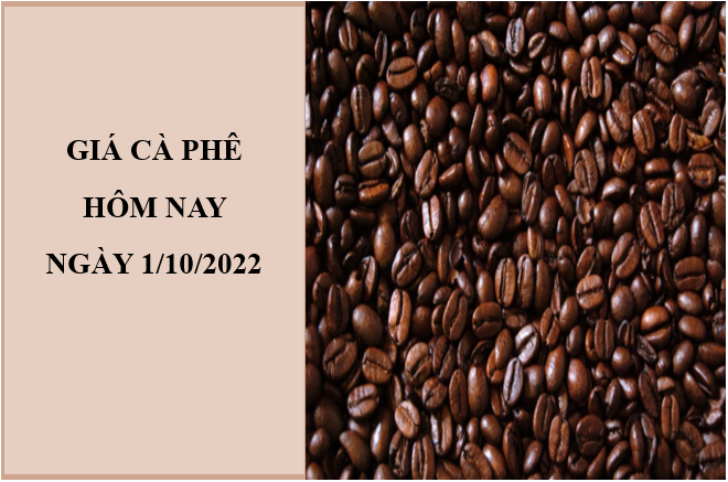 Giá cà phê hôm nay 1/10/2022: Tiếp tục điều chỉnh giảm nhẹ