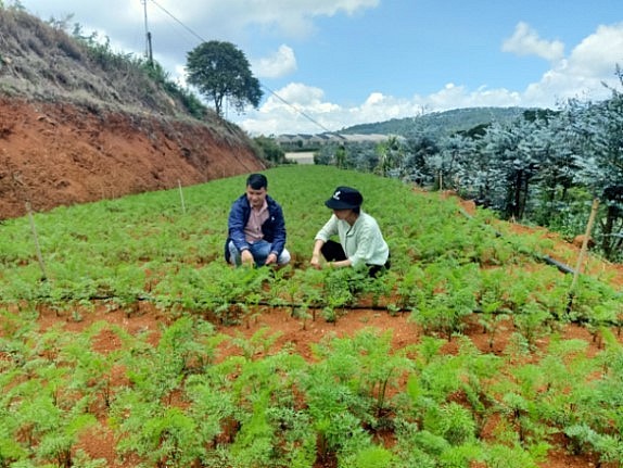 Lâm Đồng: Xây dựng vùng cà rốt sạch mang thương hiệu Xuân Thọ