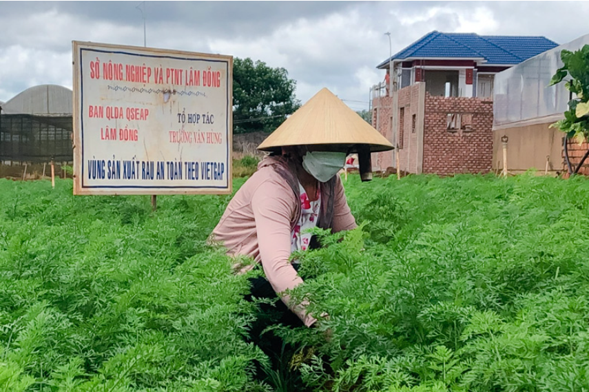 Lâm Đồng: Xây dựng vùng cà rốt sạch mang thương hiệu Xuân Thọ