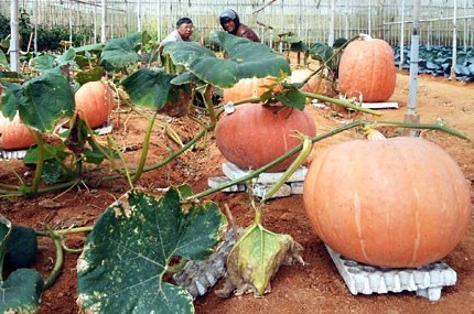 Cách trồng bí ngô khổng lồ, bán chục triệu đồng mỗi quả