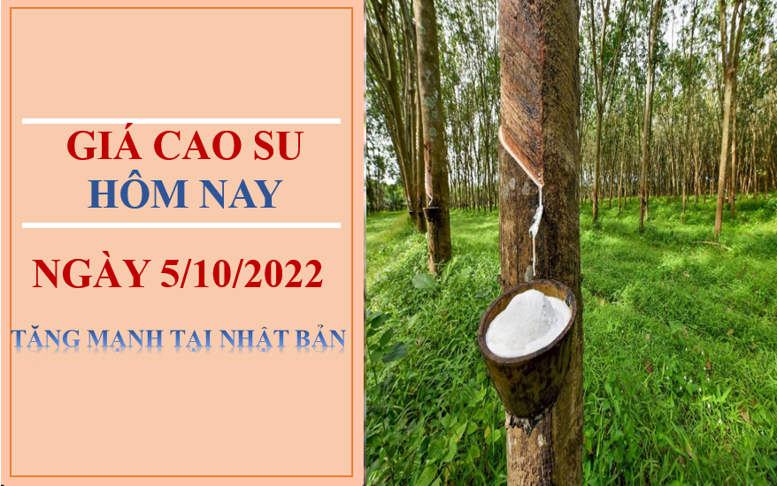 Giá cao su hôm nay 5/10/2022: Tăng mạnh tại Nhật Bản