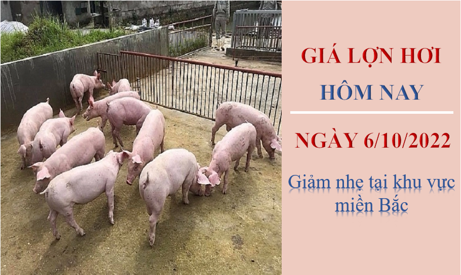 Giá lợn hơi hôm nay 6/10/2022: Giảm nhẹ tại khu vực miền Bắc