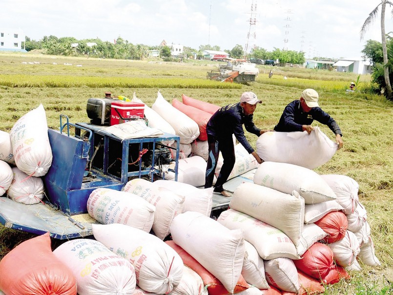 Các DN thu mua lúa tươi khoảng 6.200- 6.700 kg/kg