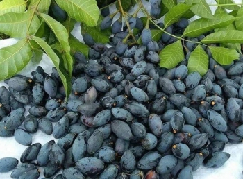 Trám đen- từ loại quả quê mùa đến đặc sản nhiều người yêu thích