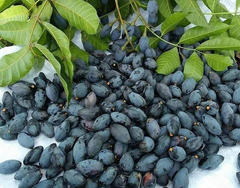 Trám đen- từ loại quả quê mùa đến đặc sản được nhiều người yêu thích