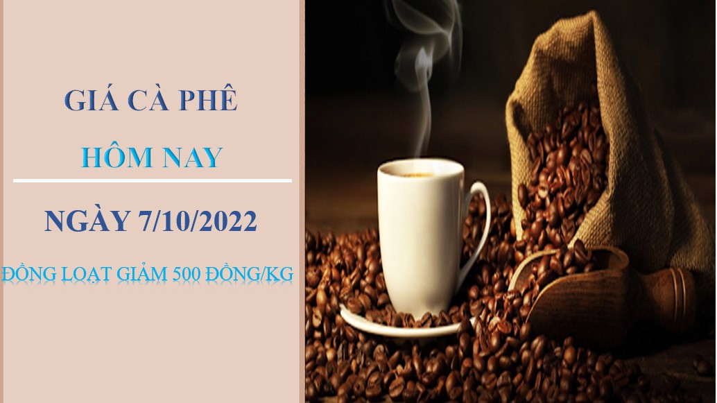 Giá cà phê hôm nay 7/10/2022: Đồng loạt giảm 500 đồng/kg