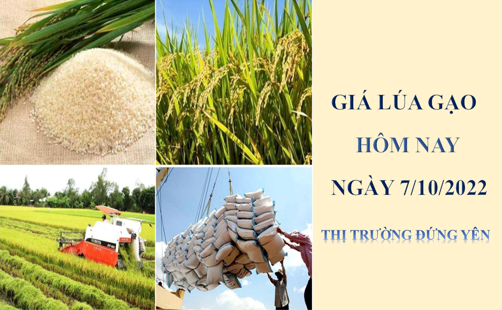 Giá lúa gạo hôm nay 7/10/2022: Thị trường đứng yên