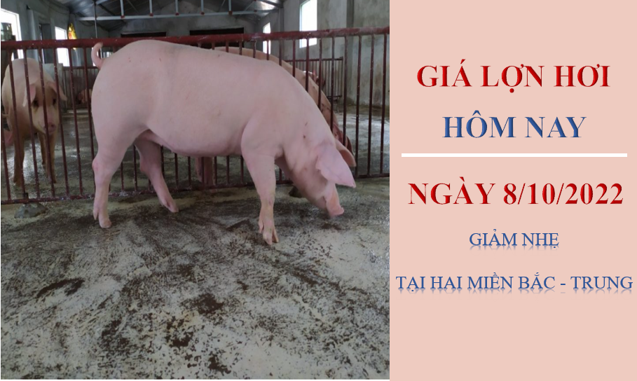 Giá lợn hơi hôm nay 8/10/2022: Giảm nhạ tại hai miền Bắc - Trung