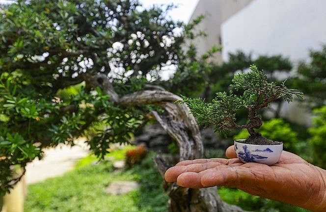 Kỳ công chăm sóc bonsai tý hon giá chục triệu