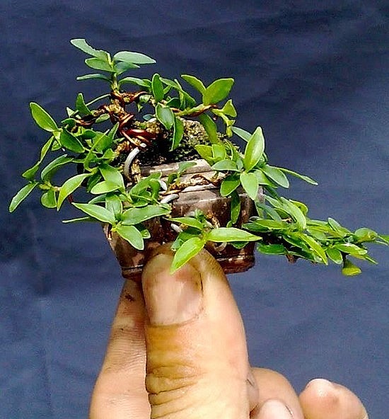 Kỳ công chăm sóc bonsai tý hon giá chục triệu