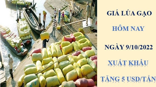 Giá lúa gạo hôm nay 9/10/2022: Xuất khẩu tăng 5 USD/tấn