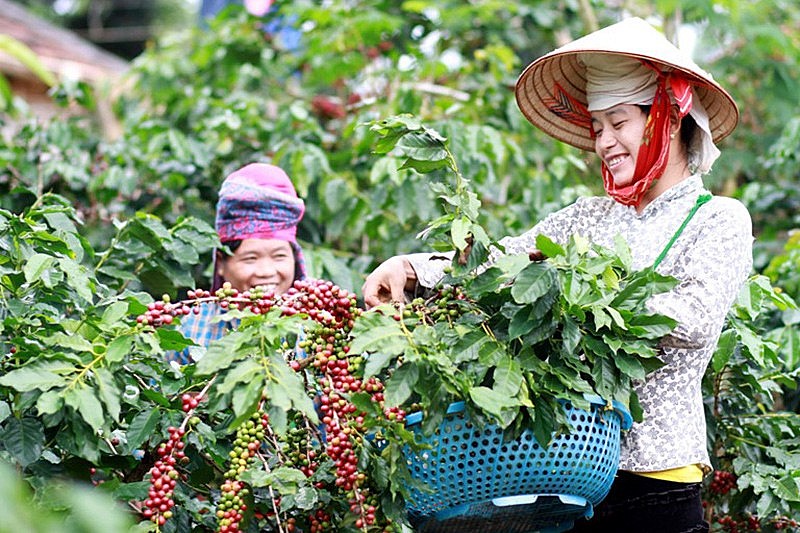 Người dân thu hoạch cà phê ở Sơn La