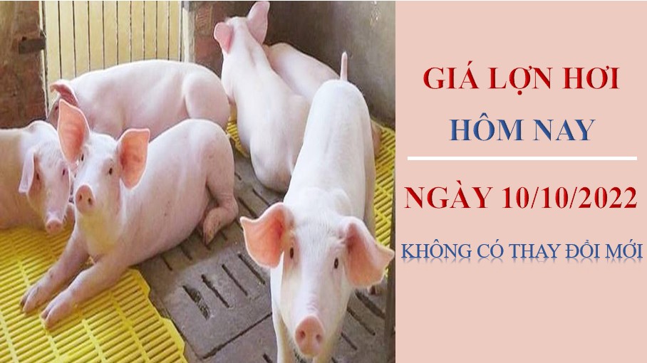 Giá lợn hơi hôm nay 10/10/2022: Không có thay đổi mới