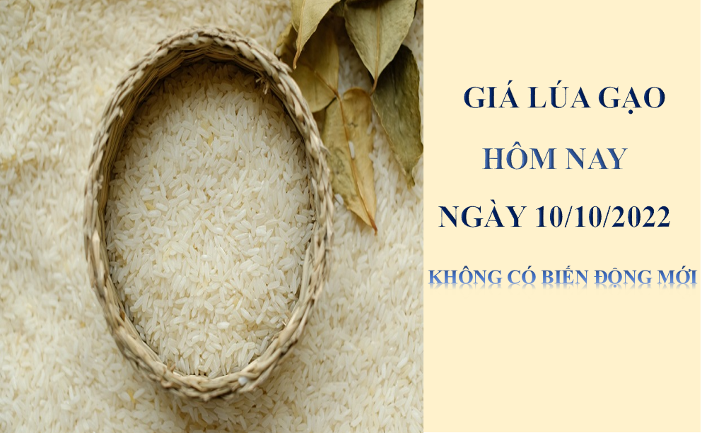 Giá lúa gạo hôm nay 10/10/2022: Không có biế động mới