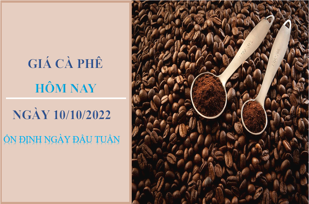Giá cà phê hôm nay 10/10/2022: Ổn định ngày đầu tuần