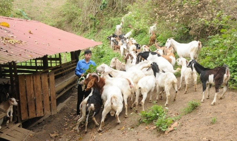 Trang trại nuôi dê nằm chót vót trên đỉnh núi.