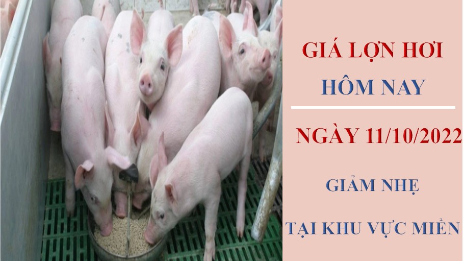 Giá lợn hơi hôm nay 11/10/2022: Giảm nhẹ tại khu vực miền Nam