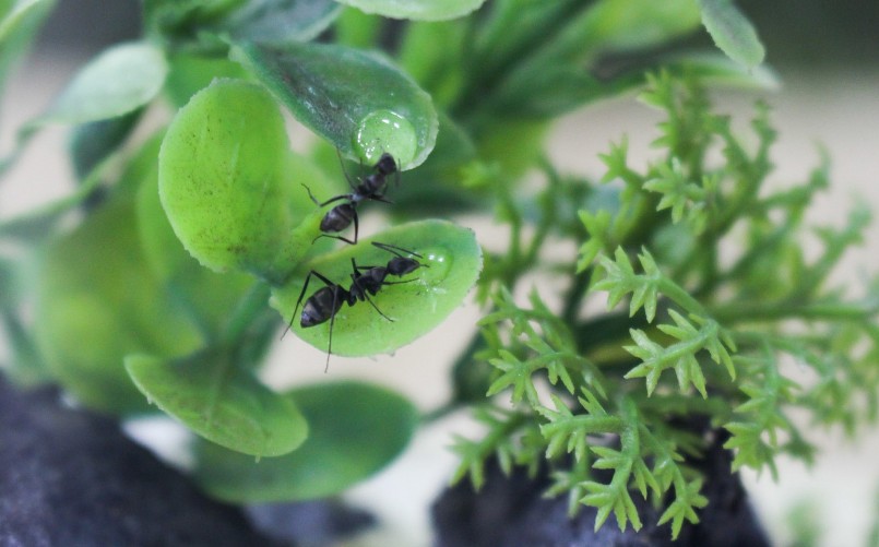 Thức ăn cho kiến cảnh là nước đường, mật ong và côn trùng. 