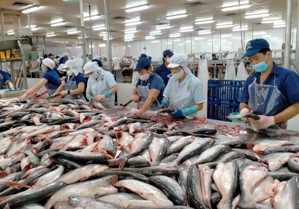 Xuất khẩu cá tra sang ASEAN tăng đột biến trong tháng 9