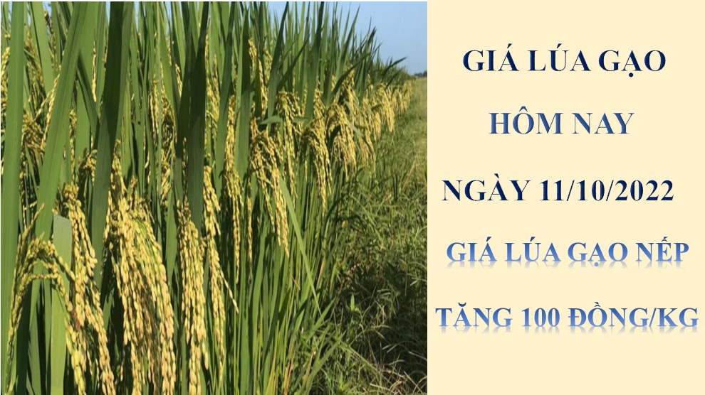 Giá lúa gạo hôm nay 11/10/2022: Giá lúa gạo nếp tăng 100 đồng/kg