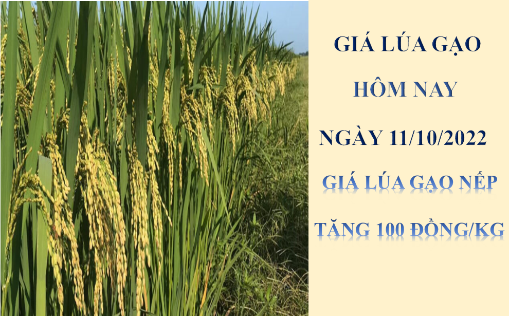 Giá lúa gạo hôm nay 11/10/2022: Giá lúa gạo nếp tăng 100 đồng/kg