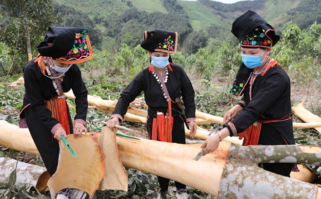 Mùa thu hoạch quế vỏ để xuất khẩu tại huyện Văn Yên, tỉnh Yên Bái.