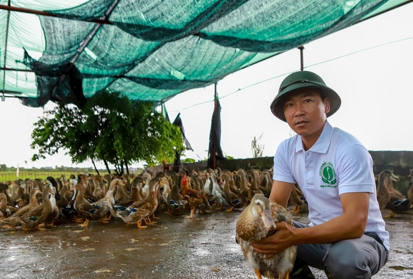 Trang trại nuôi vịt biển của anh Ngô Văn Duẩn cho hiệu quả cao.