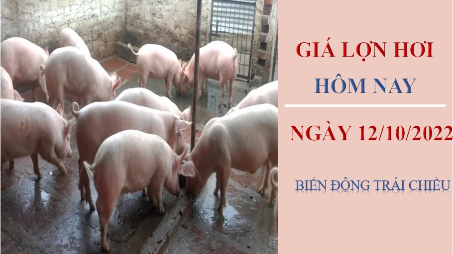 Giá lợn hơi hôm nay 12/10/2022: Biến động trái chiều tại ba miền