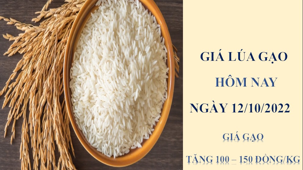 Giá lúa gạo hôm nay 12/10/2022: Giá gạo tăng 100 – 150 đồng/kg