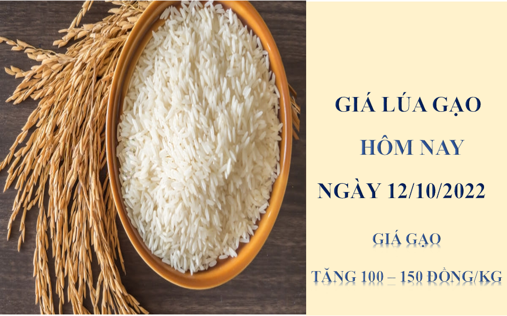 Giá lúa gạo hôm nay 12/10/2022: Giá gạo tăng 100 – 150 đồng/kg