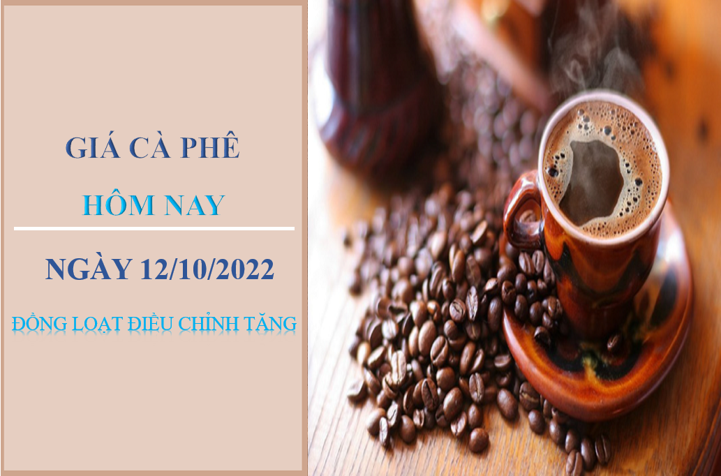 Giá cà phê hôm nay 12/10/2022: Đồng loạt điều chỉnh tăng