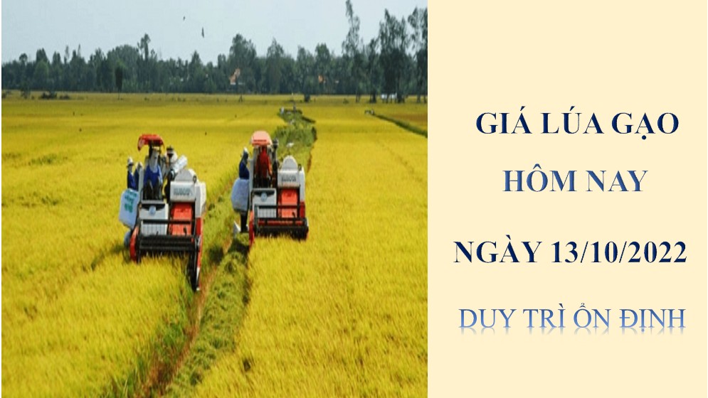 Giá lúa gạo hôm nay 13/10/2022: Duy trì ổn định