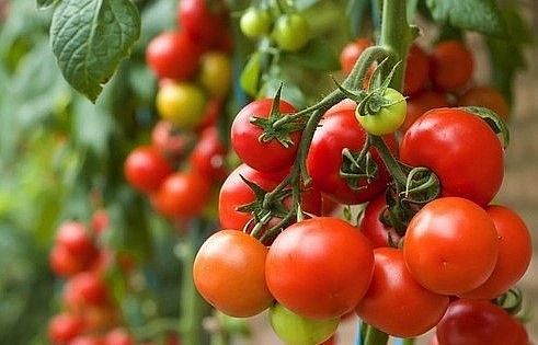 Quả cà chua là thực phẩm quen thuộc với người nội trợ.