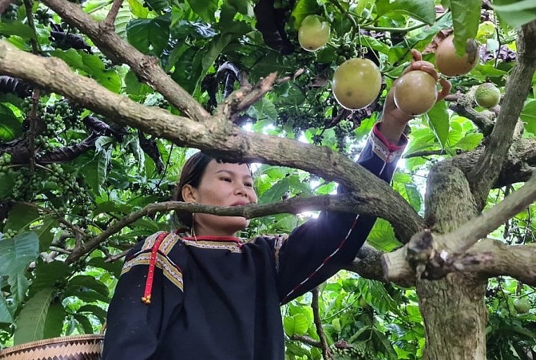 Dù gặp nhiều khó khăn do chi phí đầu vào tăng mạnh, nhưng nông nghiệp Tây Nguyên vẫn tiếp tục thắng lớn.